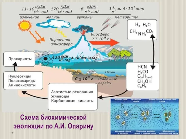 Схема биохимической эволюции по А.И. Опарину