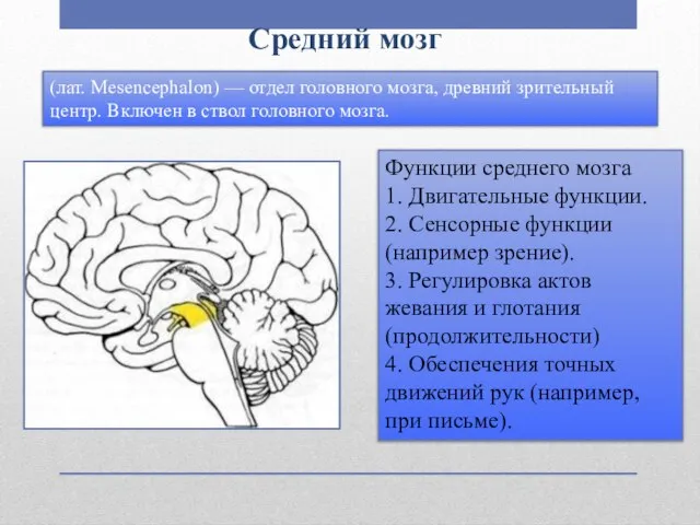 Средний мозг Функции среднего мозга 1. Двигательные функции. 2. Сенсорные функции (например