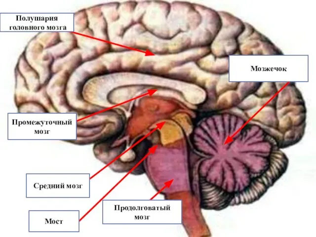 Полушария головного мозга Промежуточный мозг Средний мозг Мост Продолговатый мозг Мозжечок