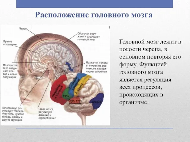 Расположение головного мозга Головной мозг лежит в полости черепа, в основном повторяя