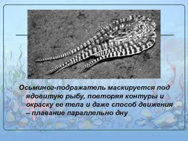 Осьминог-подражатель маскируется под ядовитую рыбу, повторяя контуры и окраску ее тела и