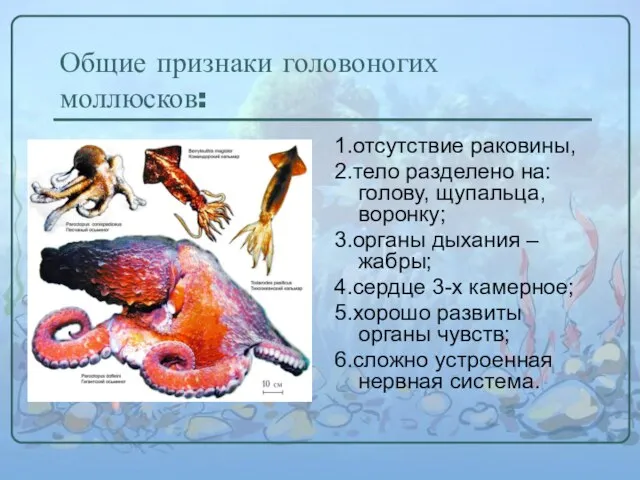 Общие признаки головоногих моллюсков: 1.отсутствие раковины, 2.тело разделено на: голову, щупальца, воронку;