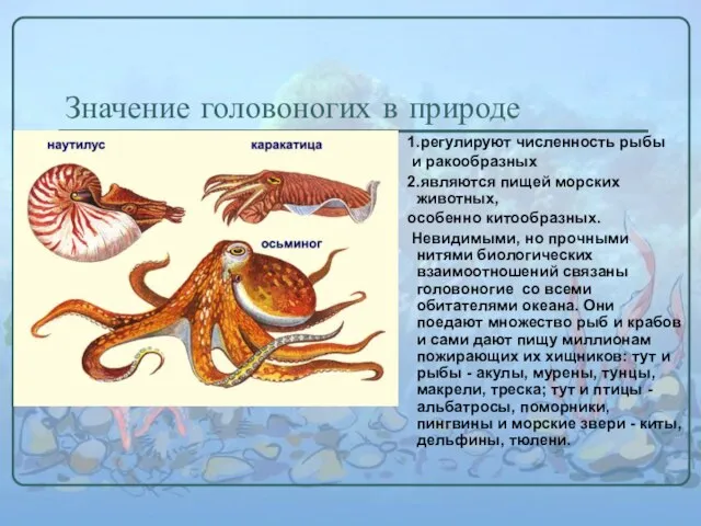 Значение головоногих в природе 1.регулируют численность рыбы и ракообразных 2.являются пищей морских