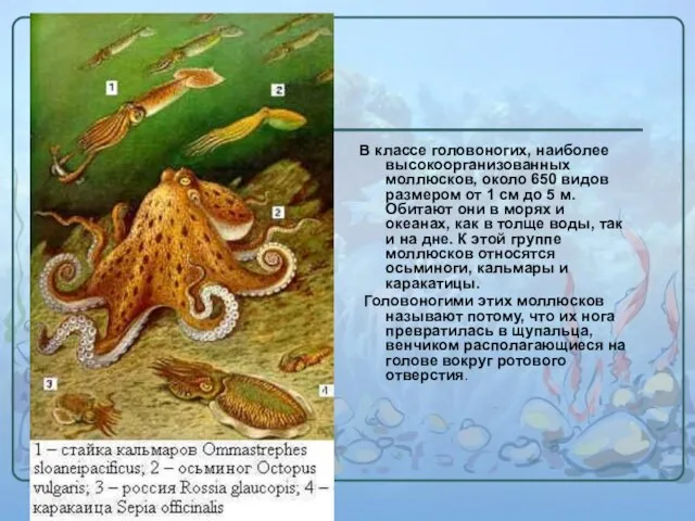 В классе головоногих, наиболее высокоорганизованных моллюсков, около 650 видов размером от 1