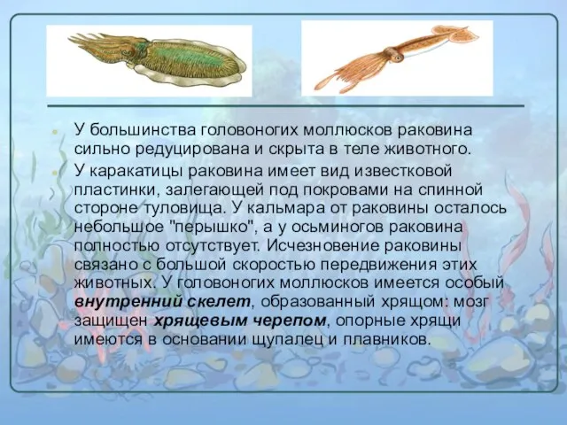У большинства головоногих моллюсков раковина сильно редуцирована и скрыта в теле животного.