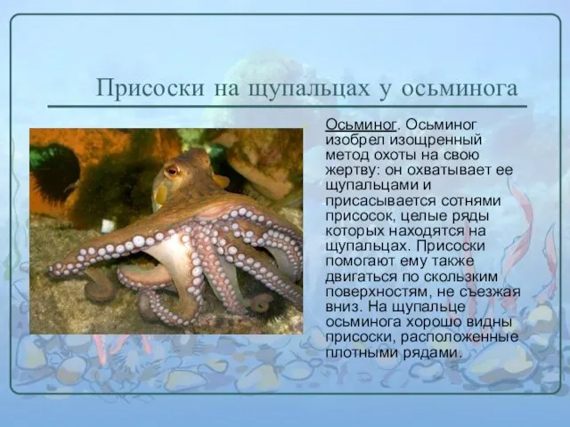 Присоски на щупальцах у осьминога Осьминог. Осьминог изобрел изощренный метод охоты на