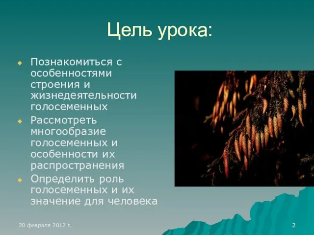 Цель урока: Познакомиться с особенностями строения и жизнедеятельности голосеменных Рассмотреть многообразие голосеменных