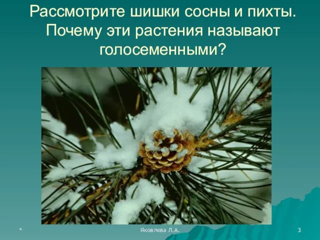 * Яковлева Л.А. Рассмотрите шишки сосны и пихты. Почему эти растения называют голосеменными?