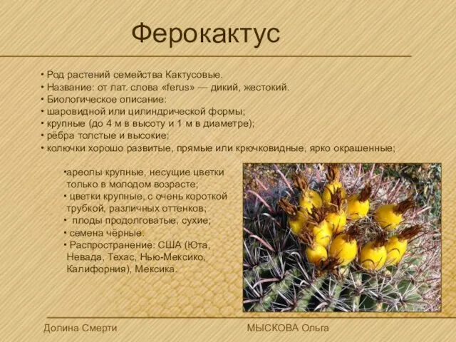 Ферокактус Род растений семейства Кактусовые. Название: от лат. слова «ferus» — дикий,