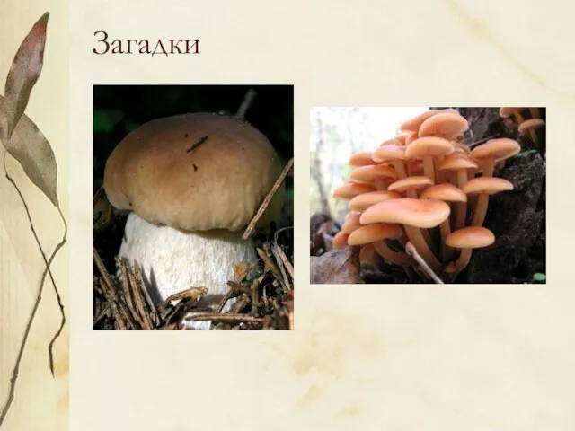 Загадки Царь грибов на толстой ножке – Самый лучший для лукошка. Он