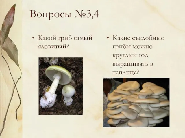 Вопросы №3,4 Какой гриб самый ядовитый? Какие съедобные грибы можно круглый год выращивать в теплице?