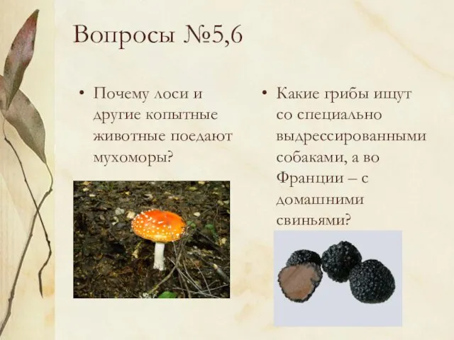 Вопросы №5,6 Почему лоси и другие копытные животные поедают мухоморы? Какие грибы
