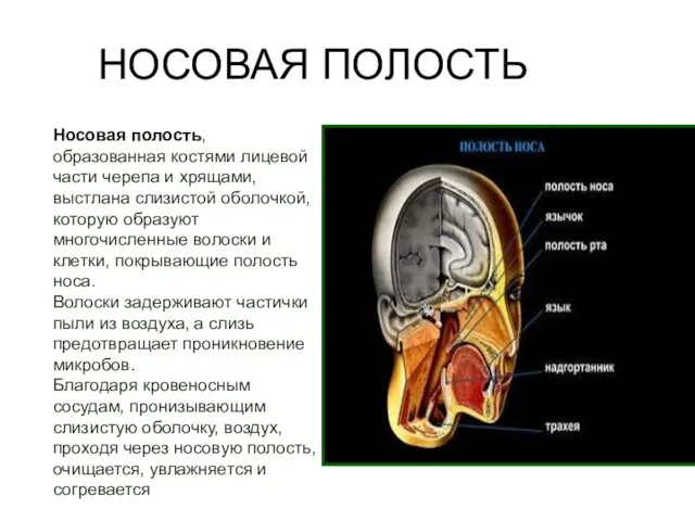 Носовая полость, образованная костями лицевой части черепа и хрящами, выстлана слизистой оболочкой,