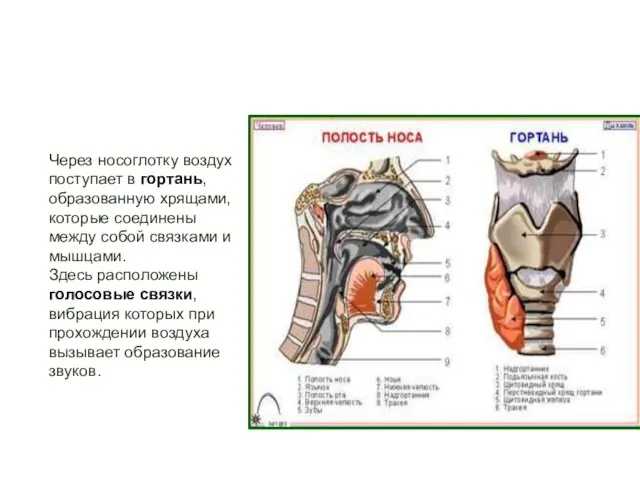 Через носоглотку воздух поступает в гортань, образованную хрящами, которые соединены между собой