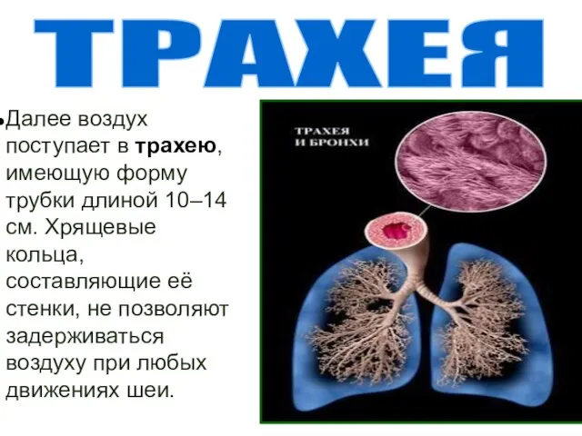 Далее воздух поступает в трахею, имеющую форму трубки длиной 10–14 см. Хрящевые