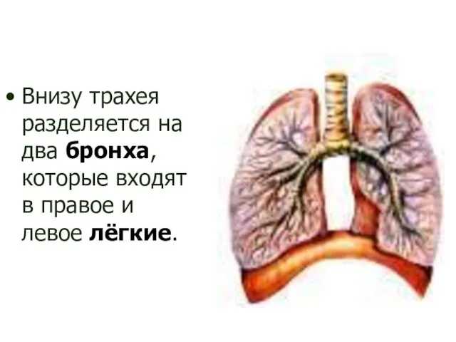 Внизу трахея разделяется на два бронха, которые входят в правое и левое лёгкие.