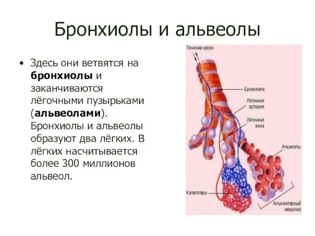 Бронхиолы и альвеолы Здесь они ветвятся на бронхиолы и заканчиваются лёгочными пузырьками