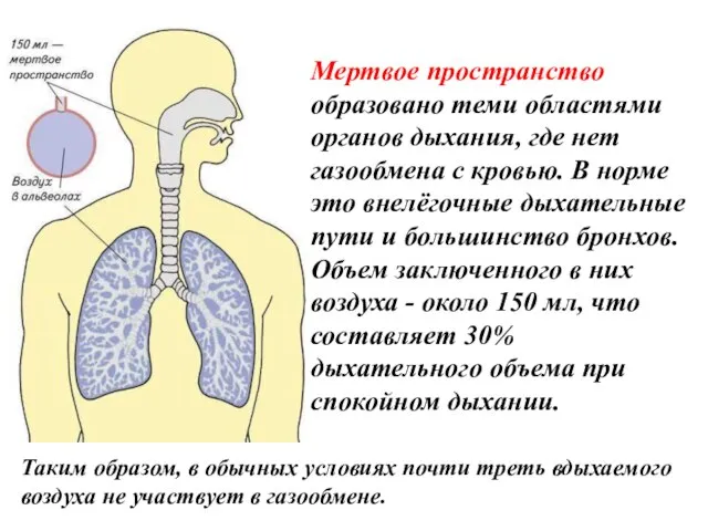 Мертвое пространство образовано теми областями органов дыхания, где нет газообмена с кровью.