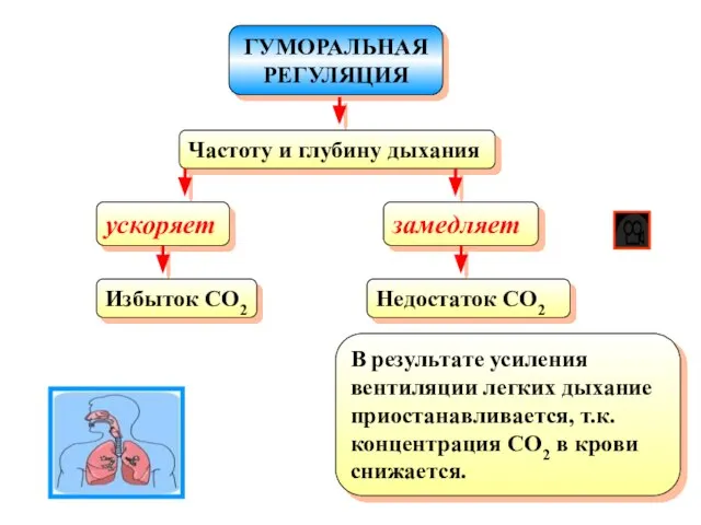 ГУМОРАЛЬНАЯ РЕГУЛЯЦИЯ Частоту и глубину дыхания ускоряет Избыток CO2 замедляет Недостаток CO2