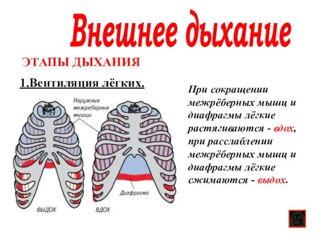 Внешнее дыхание 1.Вентиляция лёгких. ЭТАПЫ ДЫХАНИЯ При сокращении межрёберных мышц и диафрагмы