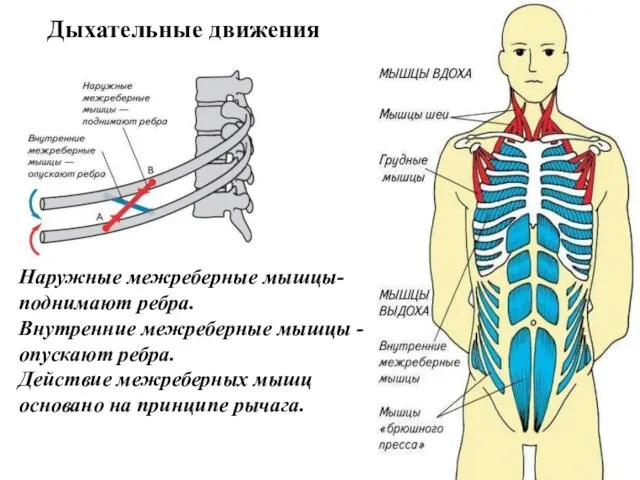Наружные межреберные мышцы- поднимают ребра. Внутренние межреберные мышцы - опускают ребра. Действие
