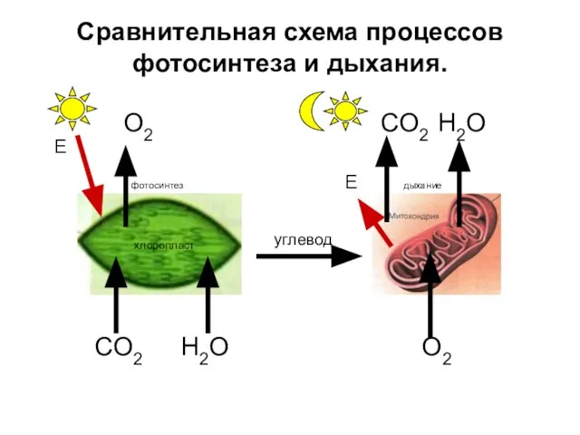 Сравнительная схема процессов фотосинтеза и дыхания. O2 CO2 H2O фотосинтез Е дыхание