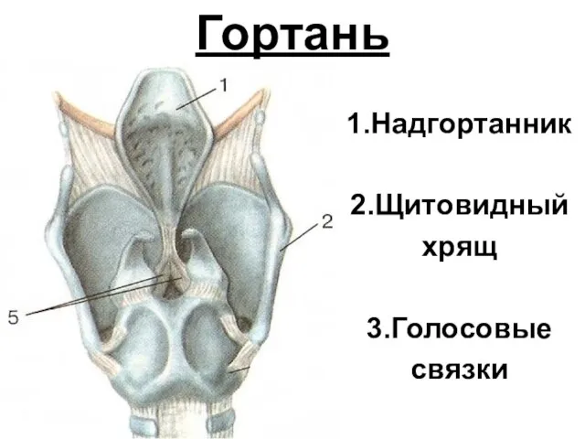 Гортань 1.Надгортанник 2.Щитовидный хрящ 3.Голосовые связки