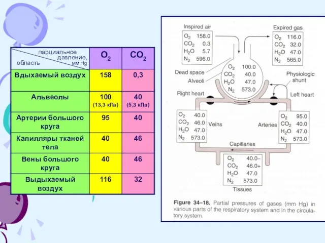 парциальное давление, мм Hg область