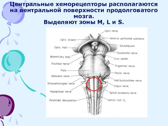 Центральные хеморецепторы располагаются на вентральной поверхности продолговатого мозга. Выделяют зоны M, L и S.