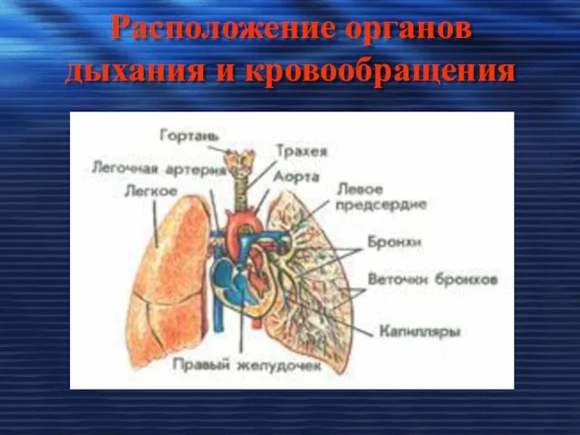 Расположение органов дыхания и кровообращения