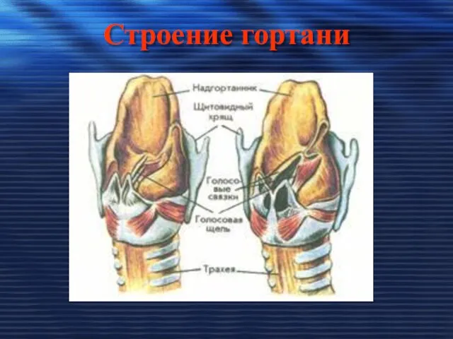 Строение гортани