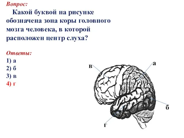 Вопрос: Какой буквой на рисунке обозначена зона коры головного мозга человека, в