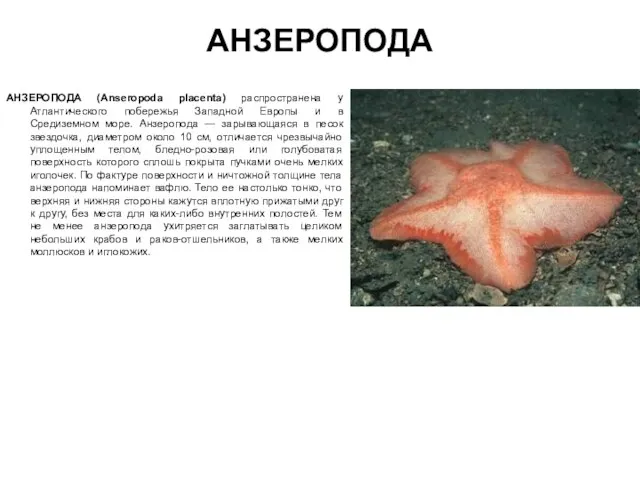 АНЗЕРОПОДА АНЗЕРОПОДА (Anseropoda placenta) распространена у Атлантического побережья Западной Европы и в