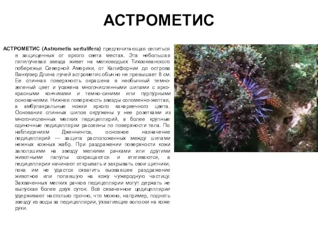 АСТРОМЕТИС АСТРОМЕТИС (Astrometis sertulifera) предпочитающая селиться в защищенных от яркого света местах.
