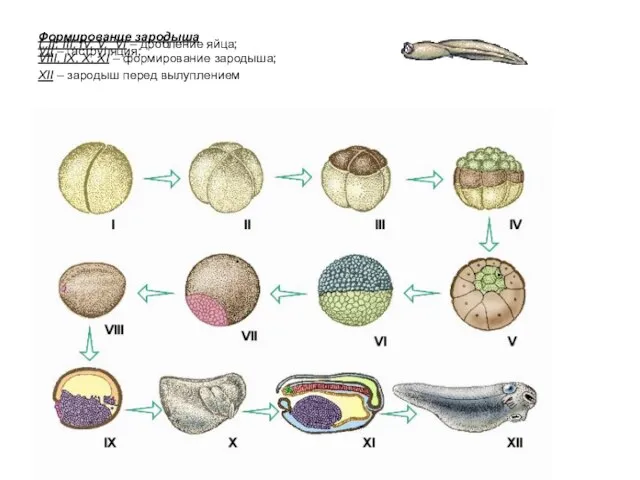 Формирование зародыша I, II, III, IV, V, VI – дробление яйца; VII