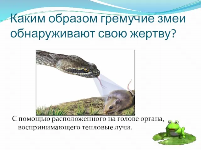 Каким образом гремучие змеи обнаруживают свою жертву? С помощью расположенного на голове органа, воспринимающего тепловые лучи.