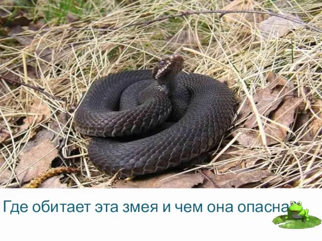 Где обитает эта змея и чем она опасна?