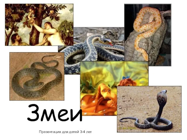 Презентация на тему Змеи