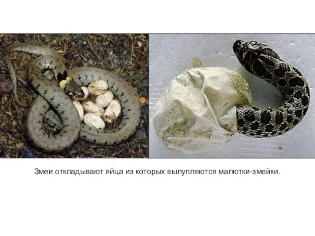 Змеи откладывают яйца из которых вылупляются малютки-змейки.