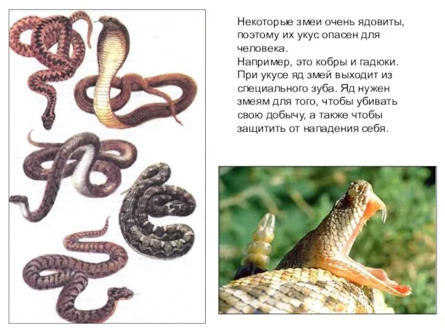 Некоторые змеи очень ядовиты, поэтому их укус опасен для человека. Например, это