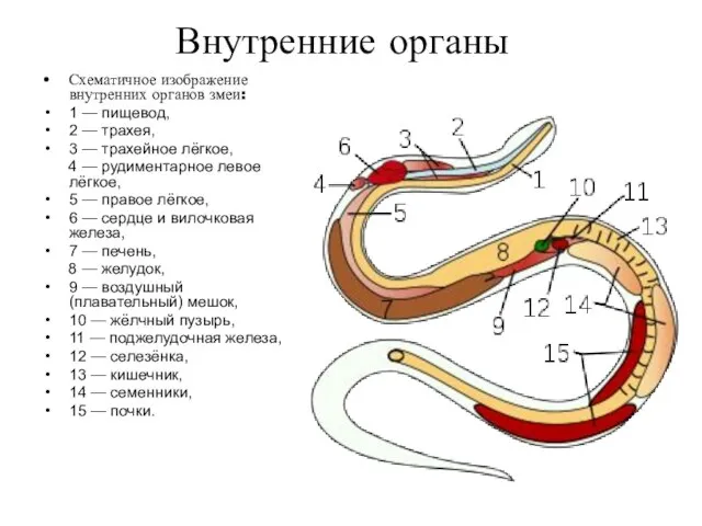 Внутренние органы Схематичное изображение внутренних органов змеи: 1 — пищевод, 2 —