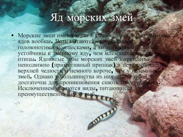 Яд морских змей Морские змеи имеют один из наиболее сильных змеиных ядов