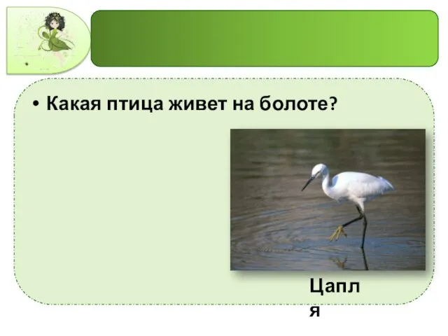 Какая птица живет на болоте? Цапля