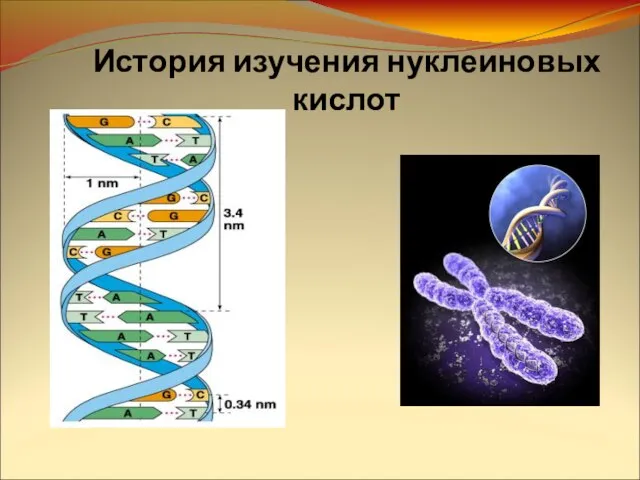 Презентация на тему История открытия ДНК