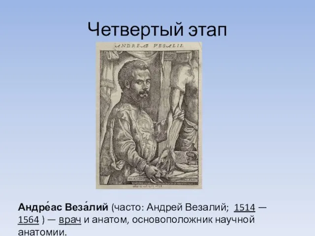 Четвертый этап Андре́ас Веза́лий (часто: Андрей Везалий; 1514 — 1564 ) —