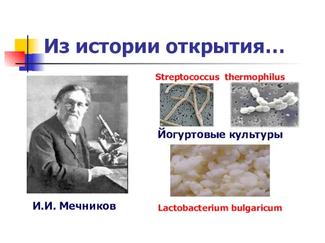 Из истории открытия… И.И. Мечников Йогуртовые культуры Streptococcus thermophilus Lactobacterium bulgaricum