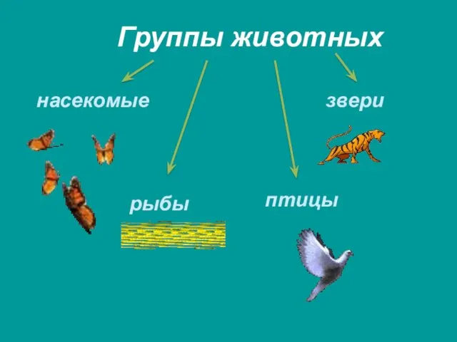 Группы животных насекомые рыбы птицы звери