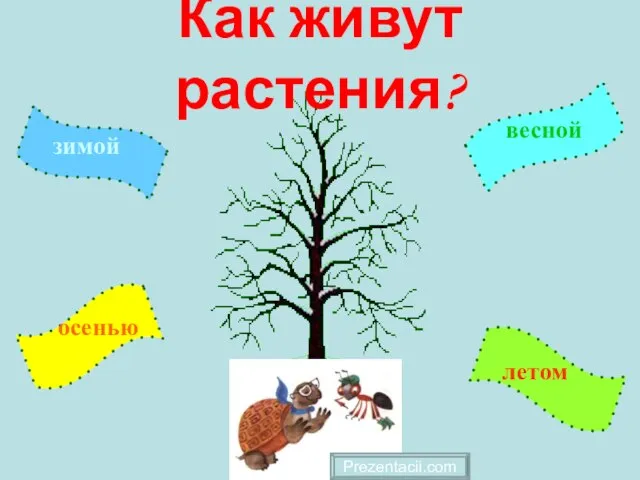 Презентация на тему Как живут растения?