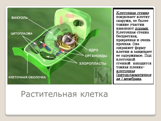 Растительная клетка Клеточная стенка покрывает клетку снаружи, ее более тонкие участки называют