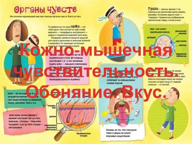 Презентация на тему Кожно-мышечная чувствительность. Обоняние. Вкус